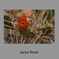 cactus flower